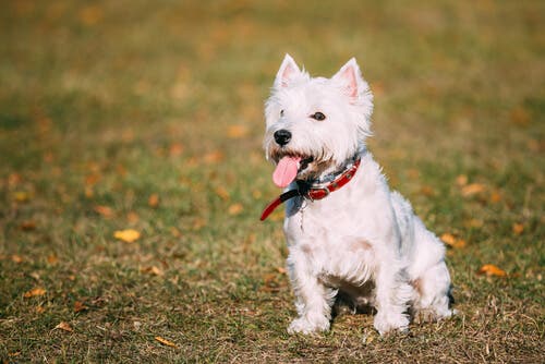 MAXI – FAMILIA MUÑOZ LOZAN